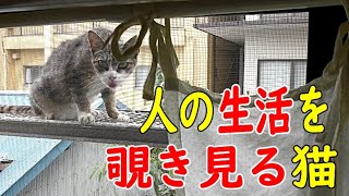 猫白血病のかつ緒　捕獲できないかつ緒のためにボランティアさんが動物病院にお願いして薬を届けてくださいました