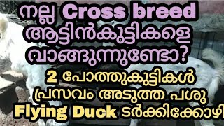 നല്ല Cross  ആട്ടിൻകുട്ടികളെ വാങ്ങുന്നുണ്ടോ /2 പോത്തുകുട്ടികൾ/പ്രസവം അടുത്ത പശു /Flying Duck/ ടർക്കി