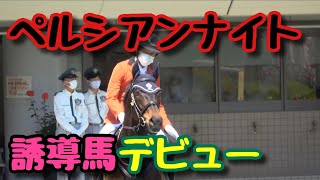 ペルシアンナイトが初心者マークを付けて誘導馬デビュー！【東京競馬場2022年6月4日】