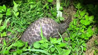 中華穿山甲覓食 Wildlife of Chinese Pangolin foraging