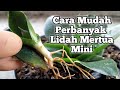 Cara Mudah Perbanyak Lidah Mertua Mini