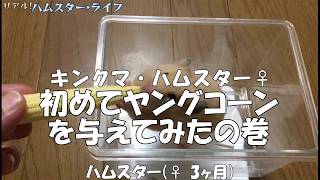 キンクマ・ハムスターに初めて「ヤングコーン」をあげてみた【hamster】