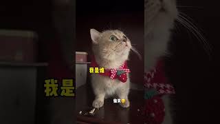 生气的小猫嘴吧要被亲烂