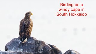 Winter birdiing on a windy cape in south Hokkaido