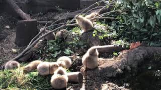 動物の鳴き声に驚くプレーリードッグ　Prairie dogs were surprised with animal sound