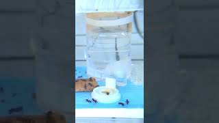 大黑巨山蟻餵食縮時影片 Time lapse video of Camponotus friedae feeding-241013 #ants #ant