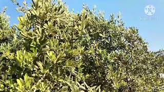 Olive Tree, ഒലിവ് മരം കണ്ടിട്ടുണ്ടോ?