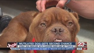 Mutilated dog gets second chance