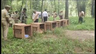 Kawal Tiger Reserve 20 Mouse deer, six Chital deer released in Jannaram forest | NewsTap