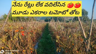 నేను రేట్లు లేక వదిలేసిన మూడు ఎకరాల టమోటో తోట | Mr ఆదర్శ రైతు