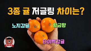 귤 저글링, 귤 종류 따라 얼마나 차이가 있을까요? (엉뚱하게 진지함!!)