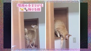 むぎっちゅ☆落下する音が大きい🤣階段の手すりから降りる猫☆