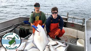 A Day Out Halibut Fishing with the Family! - Halibut Longlining in Alaska