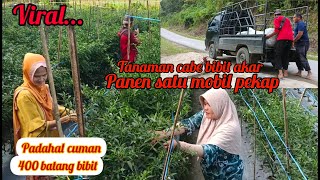 tanaman cabe bibit akar panen satu mobil pekap? padahal cuman 400 btg bibit