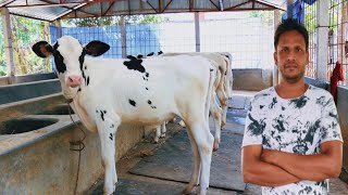 পাবনা জেলার সব থেকে সেরা বকনা এখন বাইজিত ডেইরি ফার্মে এক দামে বকনা কিনুন রায়হান ভাইয়ের কাছ থেকে