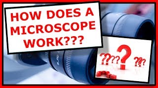 How do Microscopes actually work?