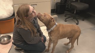 Winnebago shelter hopes Valentine 'Lonely Hearts' program will find homes for long-stay dogs