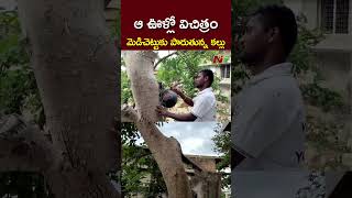 ఆ ఊళ్లో విచిత్రం.. మేడిచెట్టుకు పారుతున్న కల్లు | Ntv