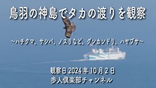 伊勢湾口の鳥羽市神島でタカの渡り観察2024年10月2日 　ハチクマ、ノスリ、サシバ、ツミ、ハヤブサ、グンカンドリ、エゾビタキ