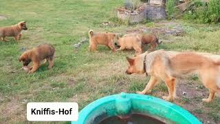 8 Wochen alte Harzer Fuchs Welpen