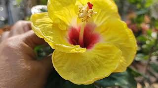 How to care for your hybrid  yellow hibiscus plant.