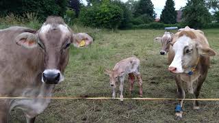 FarmVlog: Braunvieh auf der Weide 3, Kuh kümmert sich nicht um ihr Kalb