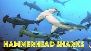 Hammerhead Shark Swarm HD