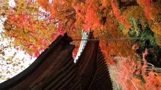 京都府西光寺/Saiko-ji Temple