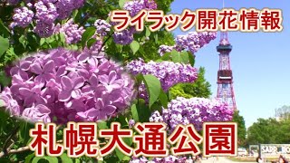 札幌大通公園ライラック開花情報2022/5/16