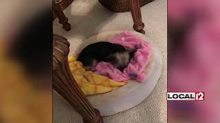 Butler County groomer charged after Yorkie euthanized for injuries