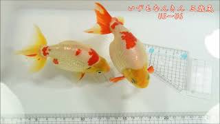 いずもなんきん 三歳魚 U5～U6の様子。　2022-04-21