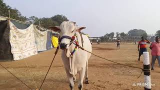 రెంటచింతల గ్రామము 6పల్ల విభాగము వచ్చిన జతలు