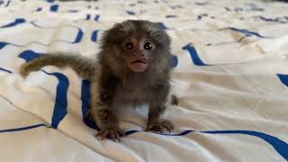 Cutest Tiny marmoset