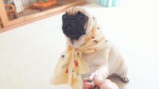 【パグの日】ほっかむりをした可愛いパグさんと握手をしました。I shook hands with a cute pug with a hockamurri.