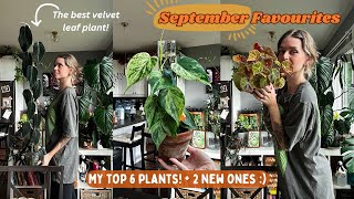 🍂 September Favourites | huge blooming hoya, fastest velvet philo, + best begonia for autumn!! 🍂