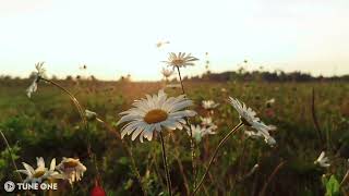 Daisy On The Field   Relaxing Piano Music 🌺 Soft Piano Healing Music For Stress Relief & Meditation