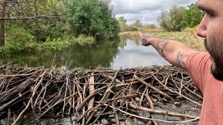 Massive Beaver Dam Removal In Residential Development
