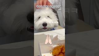 치킨을 눈앞에 둔 강아지의 간절한 기도🙏 #더빙농장 #꼬똥 #dog #shorts