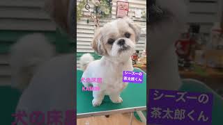 シーズー 茶太郎くん 犬の床屋カミン トリマー トリミング 犬 dog grooming