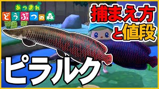 【あつ森】ピラルクの出現時間と場所・魚影・値段・解説・飾る【あつまれどうぶつの森AnimalCrossing】釣り方捕まえ方