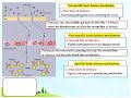 science-form 2:Chapter 4 Human Health   4.2 Body Defence