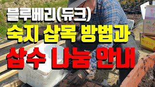 블루베리 삽목 방법과 듀크 삽수 나눔 접수 및 진행 절차 안내(신청자별 25개 전후 예상하나 신청 인원에 따라 증 감 될 수 있습니다.  접수 순서대로 연락드리겠습니다)