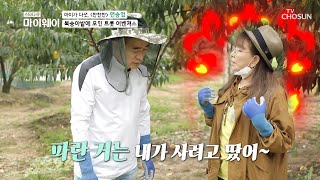 복숭아 밭 ★트롯 일꾼☆ 고마운 봉사활동♥ | [마이웨이] 216회 | TV CHOSUN 20200921 방송