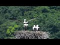 鳴門コウノトリ 2020 05 20 撮影 成長記録 徳島県鳴門市