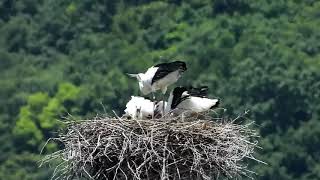 鳴門コウノトリ 2020/05/20 撮影 成長記録 徳島県鳴門市