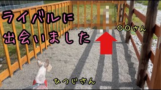 VLOG あの方に出会ってしまった、ワイヤーフォックステリアのひつじさん