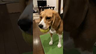 ボールキャッチをするビーグル犬 #dog #beagle