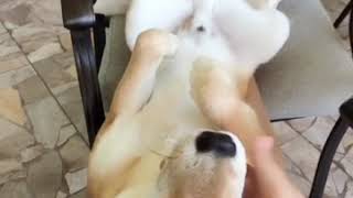 Dog Massage/ 给柴犬 Mango做个按摩