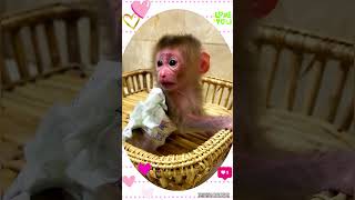 🫶🏻🤗#adorable #monkeyvideo #monkey #monkeydluffy #cuteanimals #animalshorts #animals #monkeylife