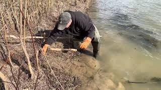 Setting a beaver castor mound and the New Bridger #5 Dogless!